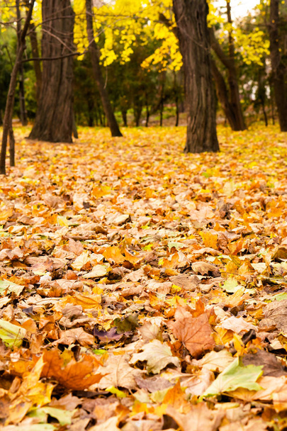 Park in the autumn season (landscape) - Photo, Image