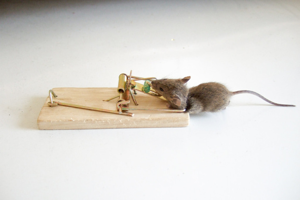 dead mouse in a trap - Photo, Image