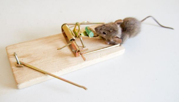 Dead mouse in a trap - Photo, Image
