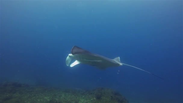 Grupo de Rayos Manta. Grandes rayos de natación y arrecife de coral circundante en agua azul del mar
 - Imágenes, Vídeo