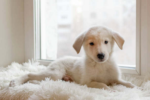Cute little white puppy is sitting on a white plaid near a window. - Фото, зображення