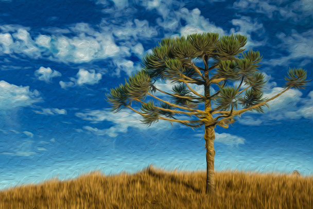 Pine tree on rural lowlands called Pampas - Photo, Image