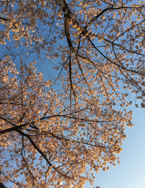 Cherry blossom (hanami) in spring time  - Foto, Imagem