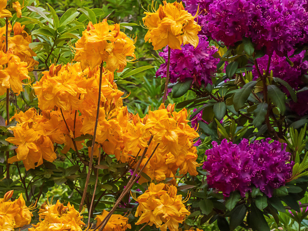 oranje en paarse rododendron groeiend in tuin in washington staat - Foto, afbeelding