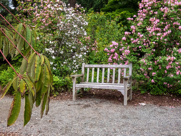 Рододендрон расцветает вдоль дорожки и скамейки в весеннем саду
 - Фото, изображение