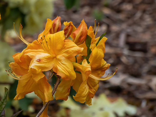 yellow gold rhododendron flowers blooming on bushes in springtime - Photo, Image