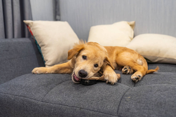 Adorable golden retriever puppy biting a shoes on sofa - Foto, afbeelding