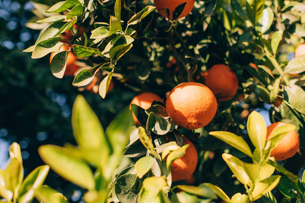 reife orangefarbene Früchte hängen an einem Baum auf dem Hof. Zitrusfrüchte an den Zweigen. diese Orangen auf Ästen von Zitrusfrüchten - Foto, Bild