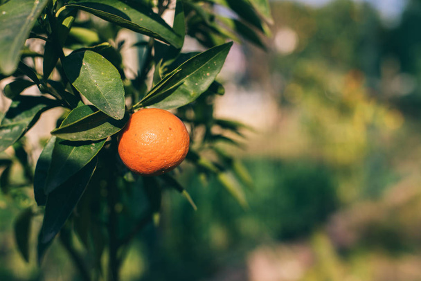 reife orangefarbene Früchte hängen an einem Baum auf dem Hof. Zitrusfrüchte an den Zweigen. diese Orangen auf Ästen von Zitrusfrüchten - Foto, Bild