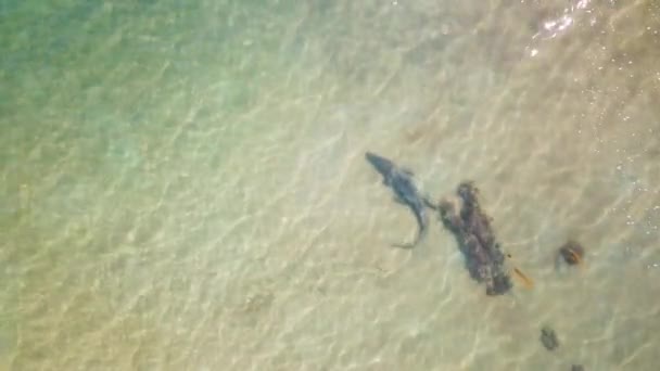 Luchtfoto recht naar beneden, grote zoutwater krokodil loopt onder water in helder ondiep water. School van vissen na krokodil. - Video