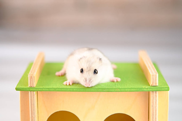 Hamster mit Holzhaus - Foto, Bild