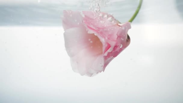 frisches, schönes Eustoma verwandelt sich in kühles, frisches Wasser unter einem Bach, dank dessen der Kern sichtbar ist. Nahaufnahme der schönen Blume. frische Pflanze in gereinigter Flüssigkeit. Kurverfahren. - Filmmaterial, Video