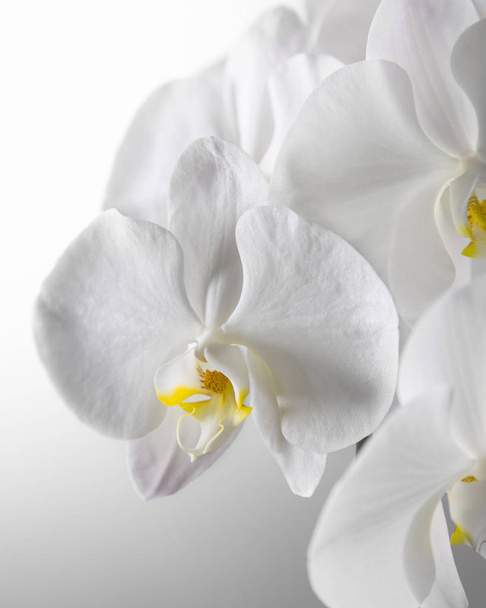 Ryhmä tuore valkoinen orkidea valkoisella taustalla
 - Valokuva, kuva