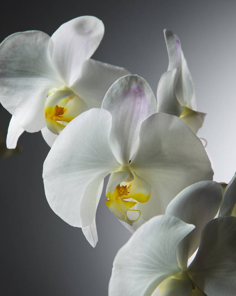 Группа Свежая Белая Орхидея на сером фоне
 - Фото, изображение