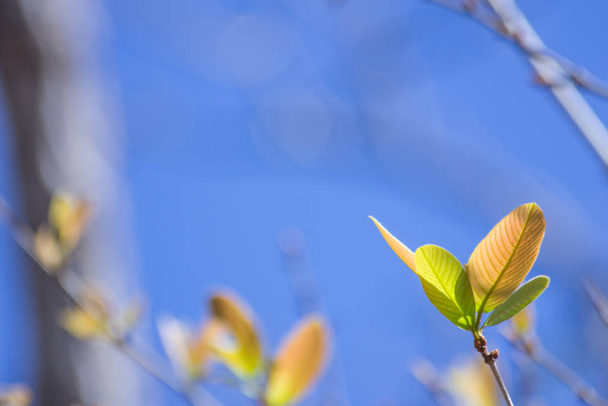 doğadaki yaprak soyut arkaplan - Fotoğraf, Görsel