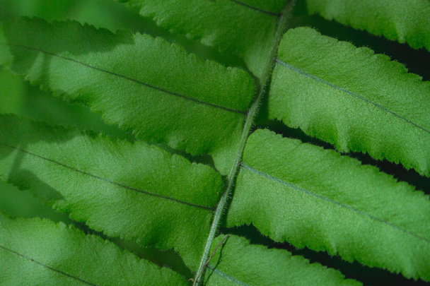 the leaf in nature abstract background - Valokuva, kuva