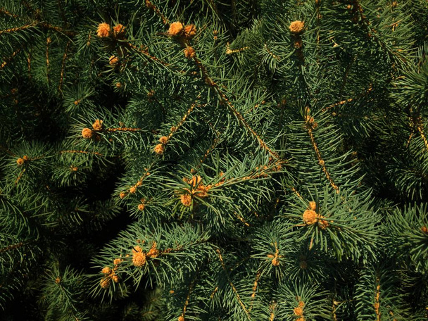 τα νεαρά κλαδιά του χριστουγεννιάτικου δέντρου θερμαίνονται κάτω από τον χειμερινό ήλιο, για το σχεδιασμό της κάρτας της Πρωτοχρονιάς - Φωτογραφία, εικόνα