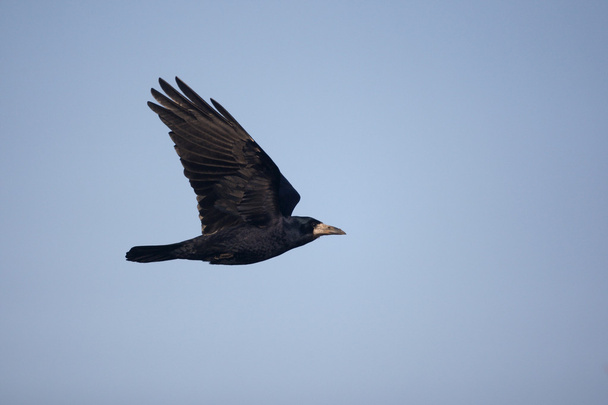 Saatkrähe, Corvus frugilegus - Foto, Bild