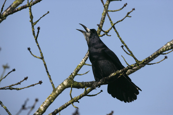 Rook, Corvus frugilegus - Photo, Image