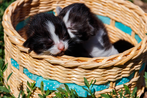 Gattini in un cesto sull'erba verde
 - Foto, immagini