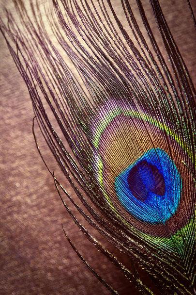 Πολύχρωμα φτερά παγωνιού. Peacock φτερό σε ένα κόκκινο-καφέ φόντο με bokeh. Grunge φόντο με πούπουλο παγώνι με ελεύθερο χώρο για το κείμενό σας, web design. - Φωτογραφία, εικόνα