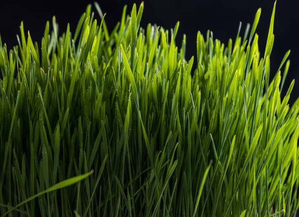 Fresh green grass background - Foto, Bild