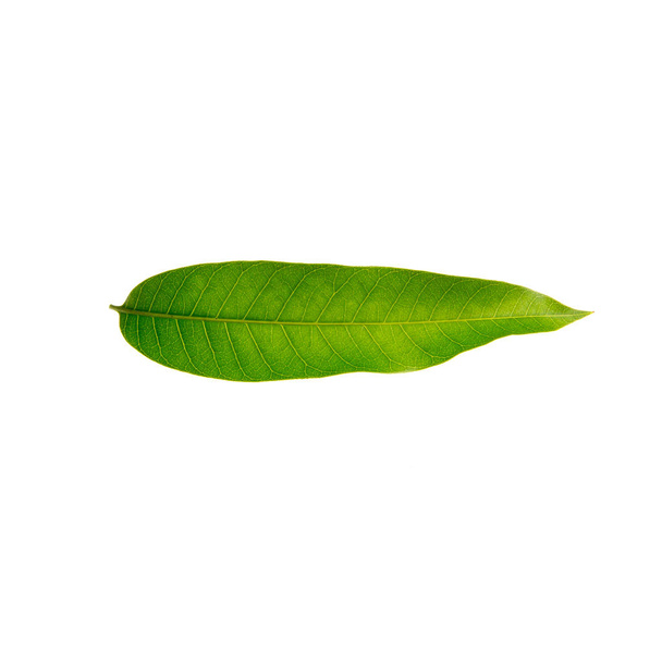 leaf or mango leaf on a background new. - Zdjęcie, obraz
