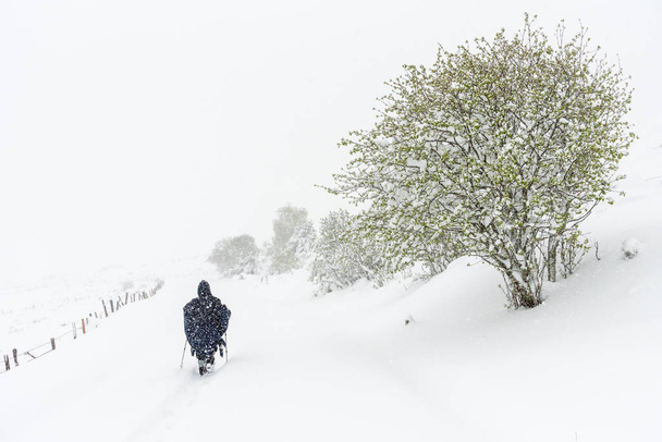 marcheur solitaire sous un blizzard - Photo, image