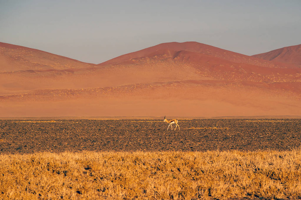 La gacela de Thomson en el desierto
 - Foto, Imagen