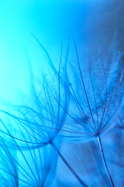Mooie wazige abstracte achtergrond.Tragopogon pratensis. Sluiten van zaden met paraplu 's. Gevoelige abstracte natuurlijke achtergrond. Misty wazig blauwe lagune kleur achtergrond. Onopdringerige achtergrond. - Foto, afbeelding