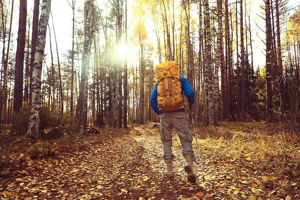 autumn camping in the forest, a male traveler is walking through the forest, yellow leaves landscape in October. - Photo, image