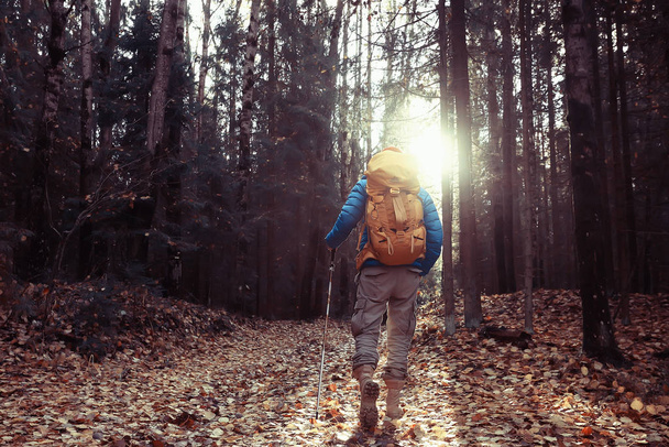 autunno campeggio nella foresta, un viaggiatore maschio è a piedi attraverso la foresta, foglie gialle paesaggio nel mese di ottobre
. - Foto, immagini