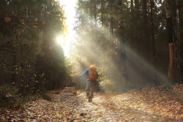 autumn hike with a backpack, sun rays, autumn landscape, a man in the forest glare of light sunset - Foto, afbeelding