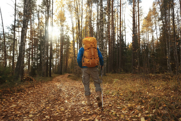tourist in the autumn forest on a forest road, an adventure in the October forest, one man autumn landscape hiking - 写真・画像