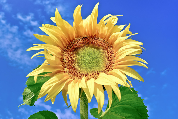 junge, reife Sonnenblume vor blauem Himmel - Foto, Bild