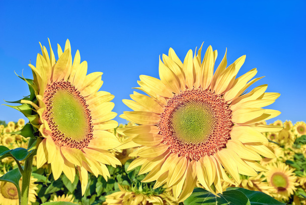 Ripe,young sunflowers on the blue sky background - Photo, Image