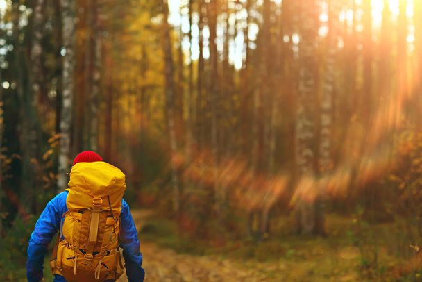 autumn hike with a backpack, sun rays, autumn landscape, a man in the forest glare of light sunset - Foto, Imagen