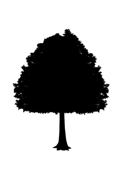 Black silhouette of a tree, isolated on white background - Foto, Bild
