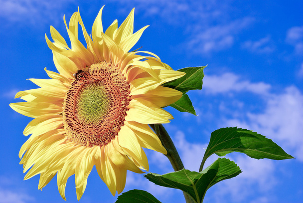Young,ripe sunflower on the background of blue sky - Photo, Image