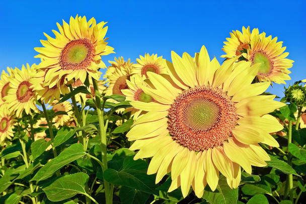 Ripe,young sunflowers on the blue sky background - Photo, Image