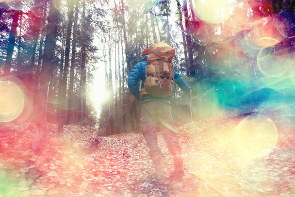 autumn camping in the forest, a male traveler is walking through the forest, yellow leaves landscape in October. - Photo, Image