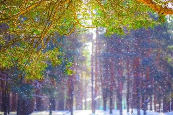Çam dalının kış arkaplanı ve akan kar ve bokeh ile bulanık kış ormanı. - Fotoğraf, Görsel