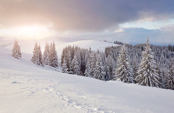 Fenséges fehér lucfenyők ragyognak a napfényben. Festői és gyönyörű téli jelenet. Helyszín Kárpátok Nemzeti Park, Ukrajna, Európa. Alpok síközpont. Kék tónus. Boldog új évet Szépség világ. - Fotó, kép