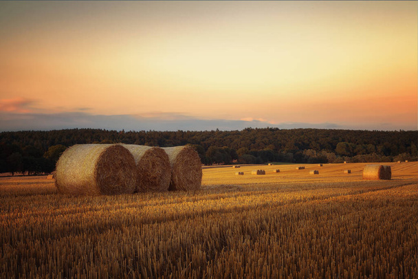 Granenbroodjes op landbouwgebied - Foto, afbeelding