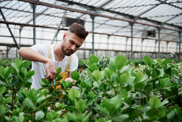 Soon will be a crop. Young guy having job in hothouse cutting of unnecessary leaves from the plants. - Foto, Imagem