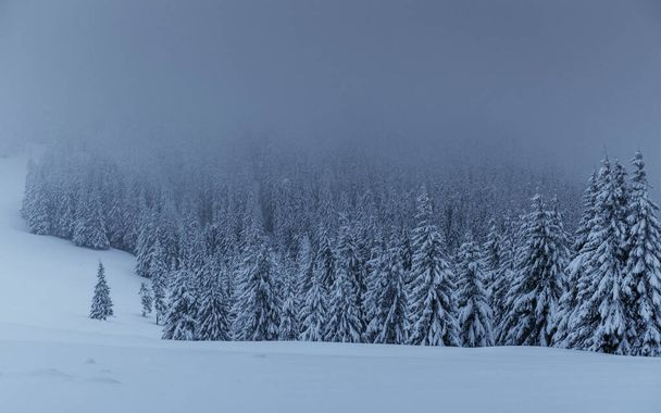 Majestic winter landscape, pine forest with trees covered with snow. A dramatic scene with low black clouds, a calm before the storm. - Foto, afbeelding