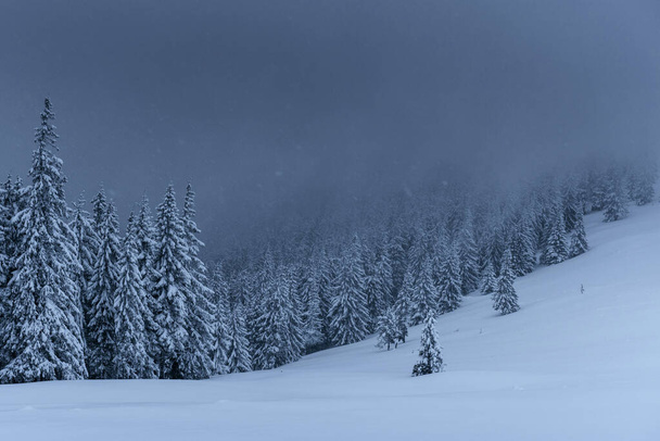 Majestic winter landscape, pine forest with trees covered with snow. A dramatic scene with low black clouds, a calm before the storm. - Fotoğraf, Görsel