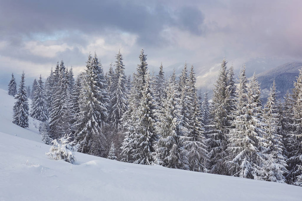 Majestic white spruces glowing by sunlight. Picturesque and gorgeous wintry scene. Location place Carpathian national park, Ukraine, Europe. Alps ski resort. - Photo, Image