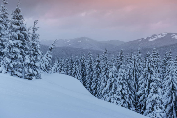 Mysterious winter landscape, majestic mountains with snow covered tree. Photo greeting card. Carpathian Ukraine Europe. Happy New Year! - Zdjęcie, obraz
