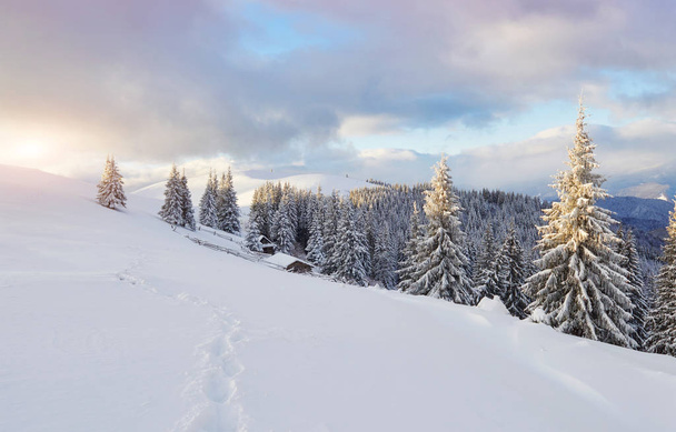 Majestic white spruces glowing by sunlight. Picturesque and gorgeous wintry scene. Location place Carpathian national park, Ukraine, Europe. Alps ski resort. - 写真・画像